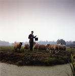 108126 Portret van boerin Marja Eskes bij haar schapen op het land bij de boerderij Groenewoudsedijk 19 in de polder ...